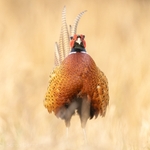 Full Pheasant 2026