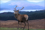 Scotland Stag