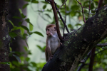 Macaque Monkey in Jungle in Ella Sri Lanka 3
