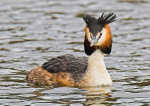 Great Crested Grebe