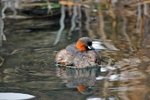 Little Grebe