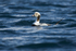 Long-tailed Duck (m)