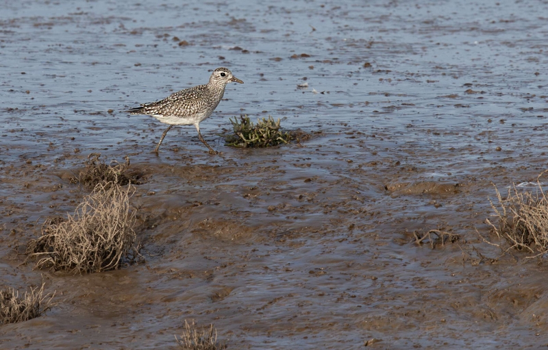 Black-Bellied Plover - Dee Estuary