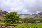 Great Langdales, towards Crinkle Crags
