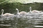 Cygnets