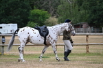 WJ6_3716