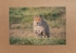 020 Cheetah Stalking