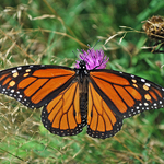 Monarch Butterfly