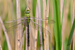 Male Emperor