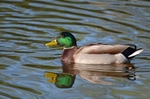 Mallard