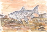 Silver Mahseer.