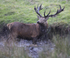 _H5X8846 Red Deer "Rut" 2015