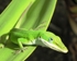 Green Lizard
