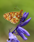 Pearl-Bordered Fritillary