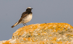 Pied Wheatear