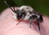 Andrena cineraria (m)
