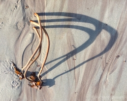 Curvy Kelp