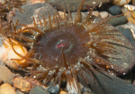 Anthopleura ballii