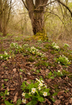 Primroses near Eardington Mill