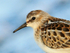Little Stint close-up at Farmoor Reservoir