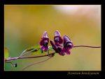 Aconitum hemsleyanum 2