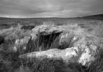 County Tyrone portfolio