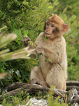 Young Barbary Macaque eating leaves, Rock of Gibraltar