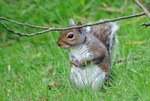 Grey Squirrel
