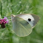 Large white (Pieris brassicae) ♀︎. Also known as the cabbage white.