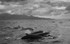 False Killer Whales (Pseudorca).Pico Island, Azores.