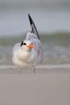 Royal Tern (non-breeding adult) front view, Fort De Soto, Florida
