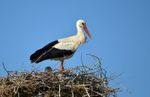 White Stork