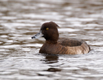 Tufted Duck