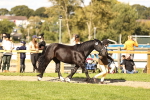 SBM_26160