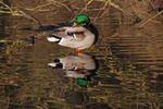 Mallard