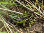 Edible Frog