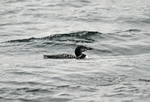 Great Northern Diver