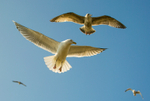Seagulls in Flight 2040322