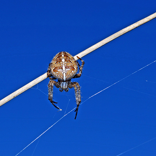 A European Garden Spider or Cross Orb Weaver can be seen perched on wild grass stock.