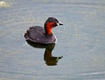 Little Grebe