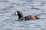 Harlequin Duck (m)