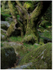 Wistmans Wood Dartmoor