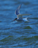 Arctic Tern in flight at Farmoor