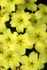 Common Primrose