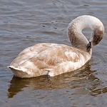 ChewLake_Cygnet-1-0140