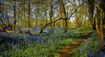 The Bluebell Path