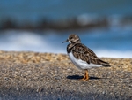 Turnstone