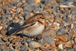 Snow Bunting