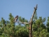 Tree Pipit