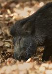 Wild boar
